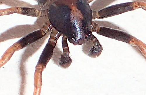 Ozyptila simplex